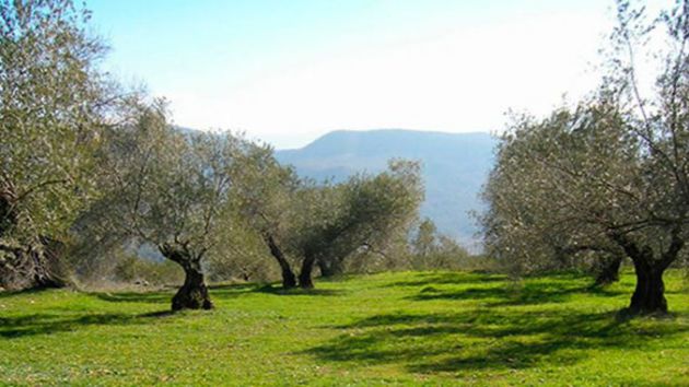Unión de Uniones prevé que la producción de aceite de oliva descienda un 14,8% esta campaña