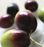 Una tesis doctoral identifica las propiedades del aceite de oliva virgen en función de la maduración de la aceituna