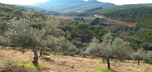 Un estudio aborda el reto de la rentabilidad del olivar tradicional en Extremadura