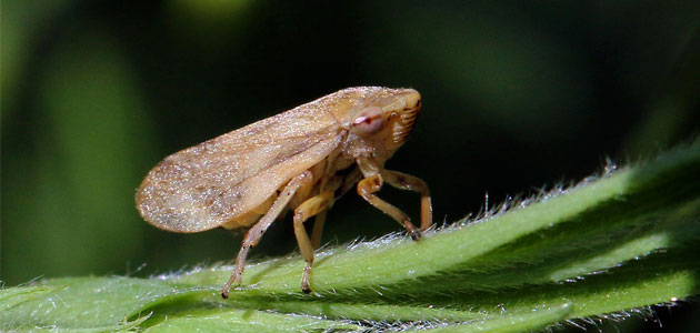 La EFSA actualiza su base de datos de plantas hospedantes de la Xylella fastidiosa