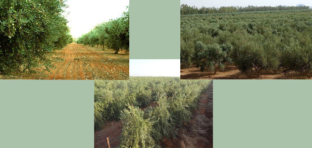 ¿Dónde se ubican las 10 fincas de olivar más grandes del planeta?