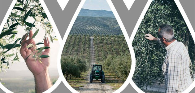 Precios, innovación y amenazas centrarán el III Encuentro de Olivicultores del Grupo Oleícola Jaén