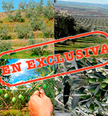 Campaña olivícola 2015/16: 'La Cuenca Mediterránea respira optimismo'