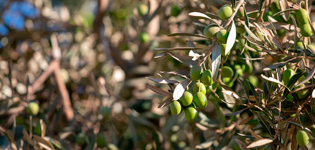 El proyecto OLIFECycle construirá la primera planta piloto para tratar orujo de aceituna mediante la cría de insectos