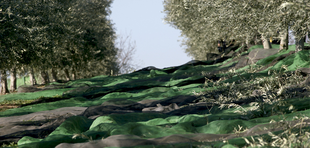 La producción de aceite de oliva supera las 598.000 toneladas