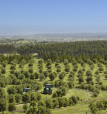 La olivicultura se abre paso en Uruguay