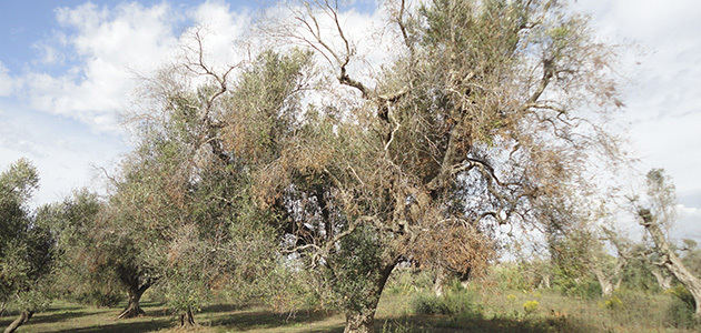 La Xylella fastidiosa aparece por primera vez en el olivar de Córcega