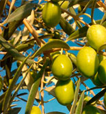 El Gobierno andaluz prevé que la producción española de aceite de oliva alcance 1,38 millones de t. esta campaña