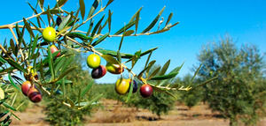 La Universidad de Murcia desarrolla un zumo natural de aceituna