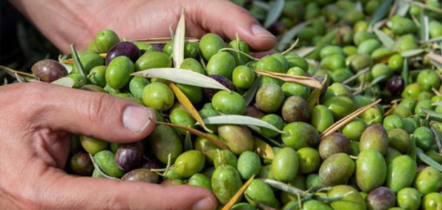 La producción de aceite de oliva en Extremadura se sitúa en 76.400 toneladas