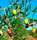 El consumo mundial de aceite de oliva se ha multiplicado por 1,8 en los últimos 15 años