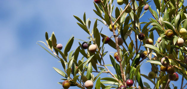 Canarias pide a la CE incorporar el cultivo del olivo al programa de ayudas POSEI