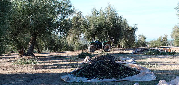 Un estudio aborda el momento óptimo de recolección en el olivo
