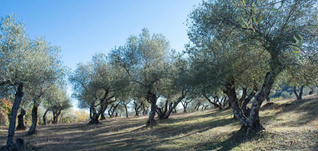 Las previsiones de producción de aceite de oliva en España se sitúan en 1.262.299 toneladas en la campaña 2024/25, un 48% más