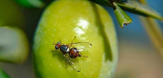 AGR by De Prado recomienda observar la disponibilidad hídrica y empezar el seguimiento de la mosca del olivo