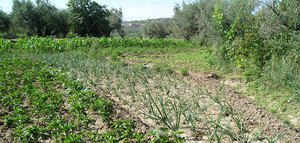 Andalucía amplía la cuantía de las ayudas agroambientales para llegar a más solicitantes