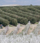 Sevilla acoge este viernes una jornada sobre la mecanización total del olivar