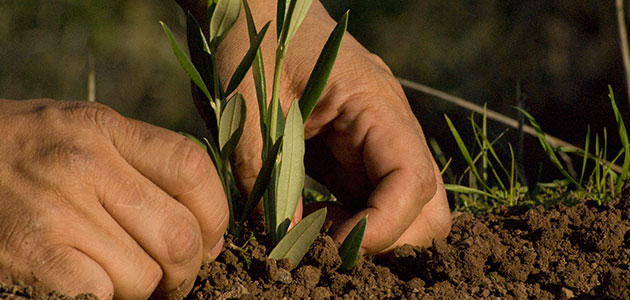 ¿Cómo promover una agricultura sostenible y resiliente?