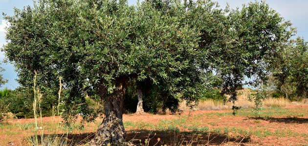 El 30 de junio finaliza el plazo para asegurar las cosechas de olivar frente al riesgo de pedrisco