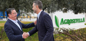 Andalucía lidera las exportaciones de aceituna de mesa a nivel mundial con un récord de 702,7 millones de euros