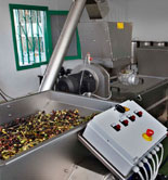 Canarias produce 187 toneladas de aceituna de calidad