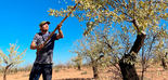 Una docena de cooperativas de la almendra comienza la campaña en Granada con previsiones al alza