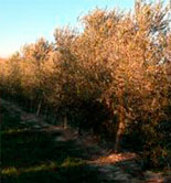Aragón estudia el control de plagas de insectos en el olivar 