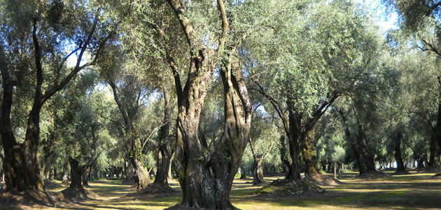 La industria oleícola italiana advierte de los 'graves daños' para el sector si EEUU aplica aranceles al aceite de oliva