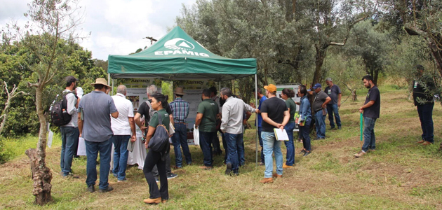 Productores e investigadores abordarán en Brasil la innovación en la olivicultura