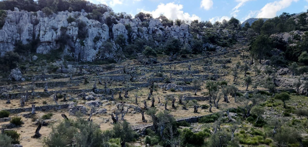 Baleares recupera un olivar centenario para prevenir incendios forestales