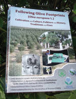 Following Olive Footprints, la relación entre el olivo y el hombre