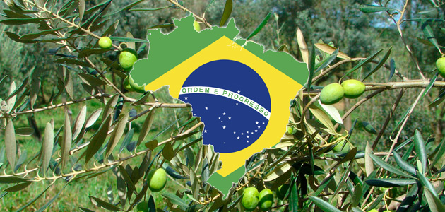 Las importaciones brasileñas de aceite de oliva crecen un 28% en la última campaña y alcanzan valores máximos