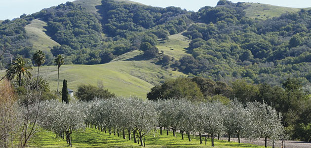 La producción de aceituna de mesa en California se incrementará un 5,4% en 2024