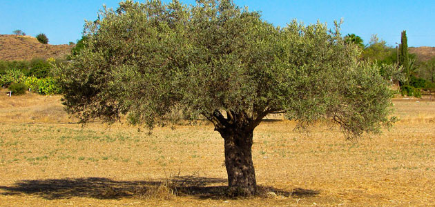 La adaptación del cultivo del olivar a escenarios de cambio climático