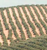 Cooperativas Agro-alimentarias de Jaén anima a las cooperativas a molturar en común en la próxima campaña oleícola