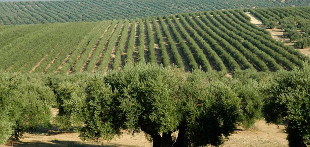 El canon de arrendamiento pagado por tierras dedicadas al olivar de transformación de secano subió un 4,5% en 2015