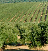 El Magrama prevé que la producción de aceite de oliva aumente un 46,4% esta campaña