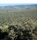 La producción asegurada de olivar se incrementa un 52,2%