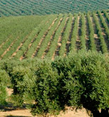 El COI prevé que la producción mundial de aceite de oliva aumente un 22% esta campaña
