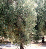 El COI y el Ciheam cooperarán en el desarrollo sostenible del olivo