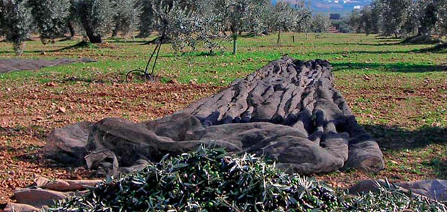 El sector del olivar invierte la tendencia general e incrementa su superficie agrícola un 3,7% entre 2013-2016