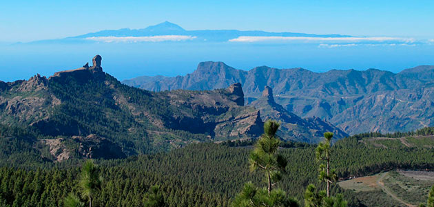 Canarias implementa un procedimiento para incorporar a los productores al censo nacional oleícola