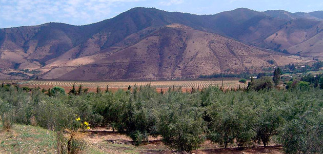 La tasa de crecimiento de la superficie olivarera en Chile se ha estabilizado durante los últimos cuatro años