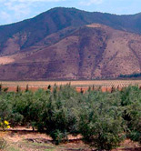 La superficie de olivos en Chile se ha incrementado un 420% en la última década