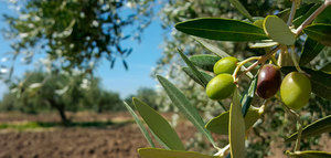 La producción de aceite de oliva en Castilla-La Mancha será inferior a las 75.000 toneladas esta campaña