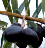 COAG-Jaén destaca la elevada calidad del aceite de oliva esta campaña
