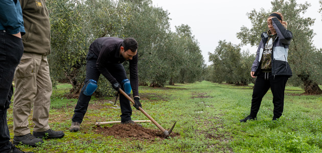 El proyecto C-Olivar comienza a determinar los primeros porcentajes de secuestro de carbono del olivar