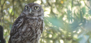 Cooperalive convierte a las cooperativas oleícolas en un refugio de biodiversidad