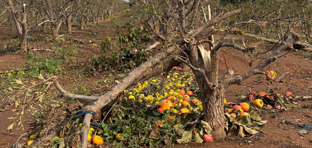 Peritos agrícolas evalúan ya los daños provocados por la DANA en cultivos