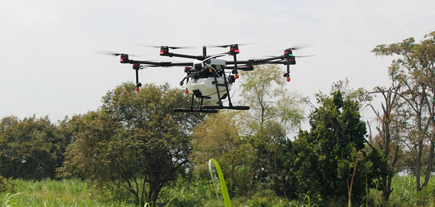 El uso de drones permite anticipar el estado fisiológico y las necesidades nutricionales del olivar